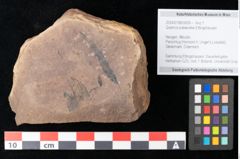 Foto (Objekt + Etikett) von Quercus palaeoilex Ettingshausen (NHMW-GEO-2024-0188-0839)